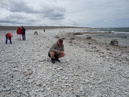 Den absolut ikke anstrengende sportsgren "at pluckar fossiler"
Fossilerne er lige til at samle op på Gotland