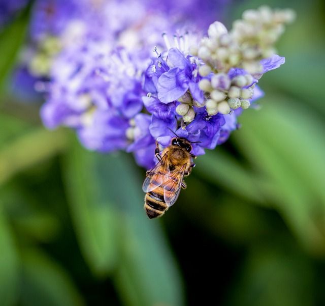 I've learned the bee fertilizes the flower it robs. Charles Beard