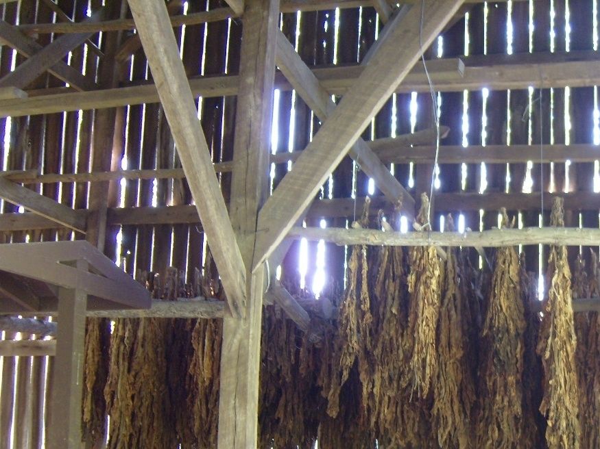 Tobacco drying.