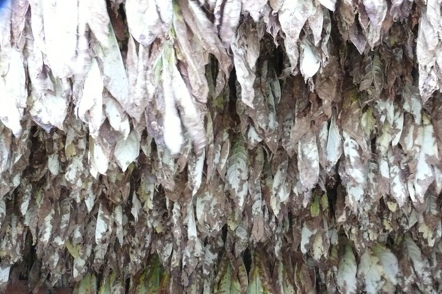 Tobacco