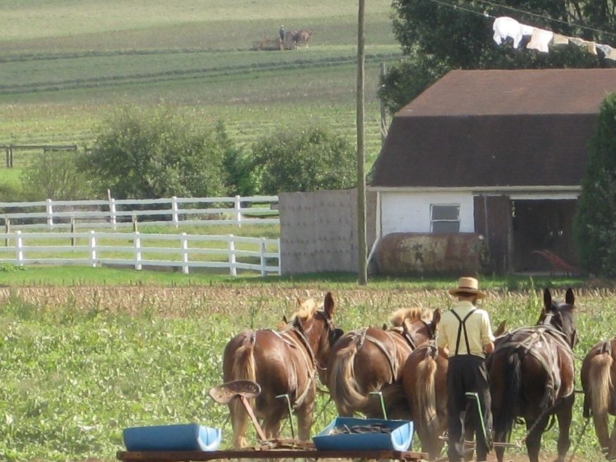 Amish farmers