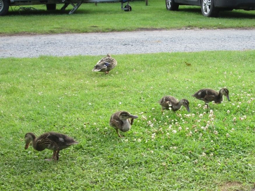 So close to fresh barbecued duckling