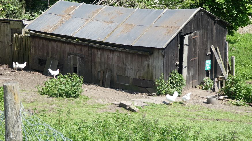 The stars of 'Chicken Run II'