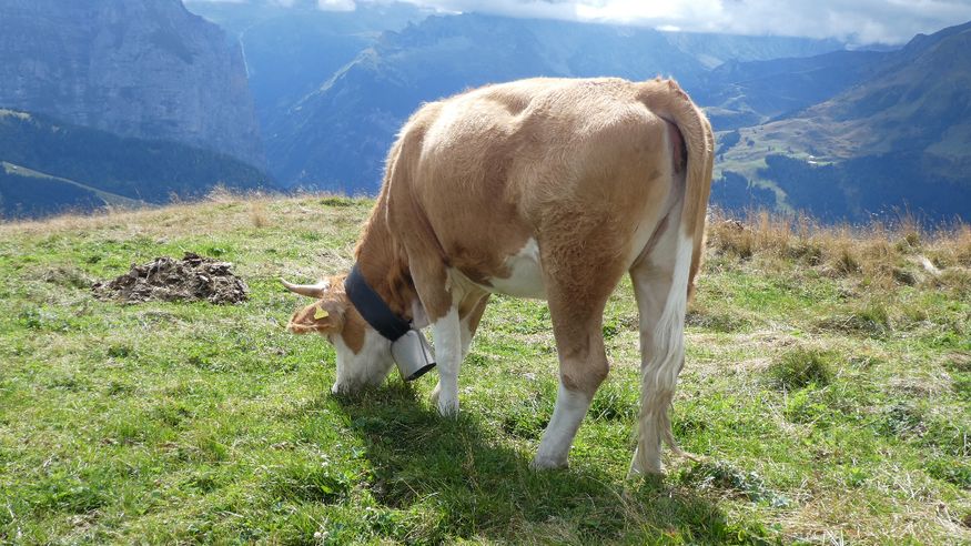 This poor cow has tinnitus