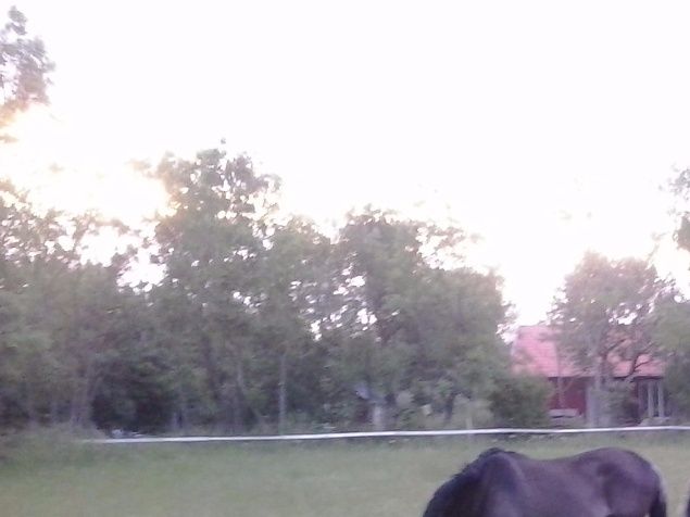 Vilka dagar vi haft. Jovisst kom det ett oväder i början av veckan men oj så härligt hästarna har det. I går kväll var det full flugmundering på men i dag fläktar det friskt även om det är varmt. Äntligen står Daikas så still så jag kan kratsa hovarna. Jag har ett knep, jag tar in lilla Moonshine i stallet och så står Daikas i sin hage precis utanför. Då behöver jag inte ens ta på grimma utan borstar och kratsar. Han börjar nog bli lite rastlös av att gå själv men nu får han hålla ut ett tag till. De har alla tre gått upp synbart i vikt! Och betet blir bara bättre och bättre tack vare värme och lite regn på nätterna. Nu ser vi fram emot en underbar midsommarhelg.