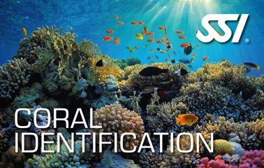 SSI Coral Identification: Discover Coral Reefs