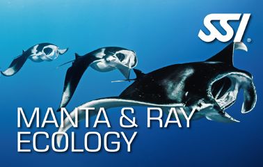 SSI Manta & Ray Ecology: Ontdek de Gratie van Manta's en Roggen