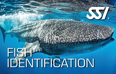 SSI Fish Identification: Herken de Onderwaterbewoners