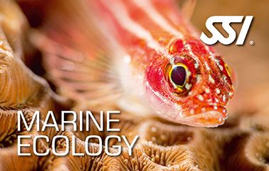 SSI Marine Ecology: Understanding Our Oceans
