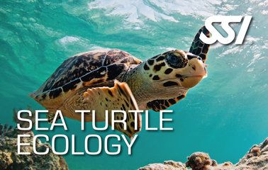 SSI Sea Turtle Ecology: Duik in de Wereld van Zeeschildpadden