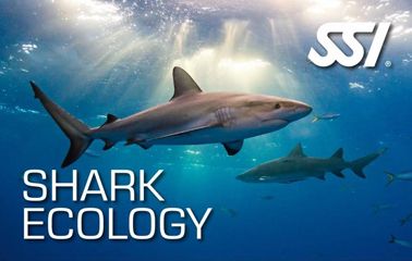 SSI Shark Ecology: Understanding Sharks
