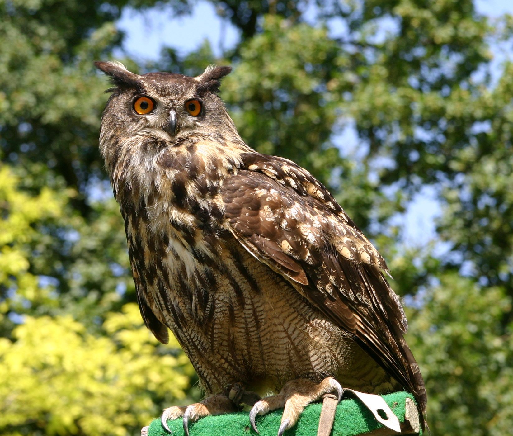 The Eurasian eagle-owl (Bubo bubo) 