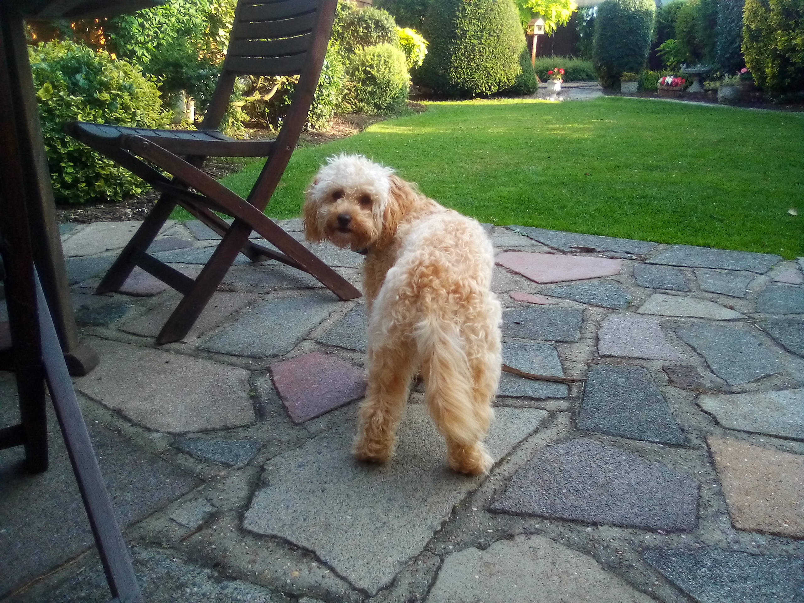 182) Roxy