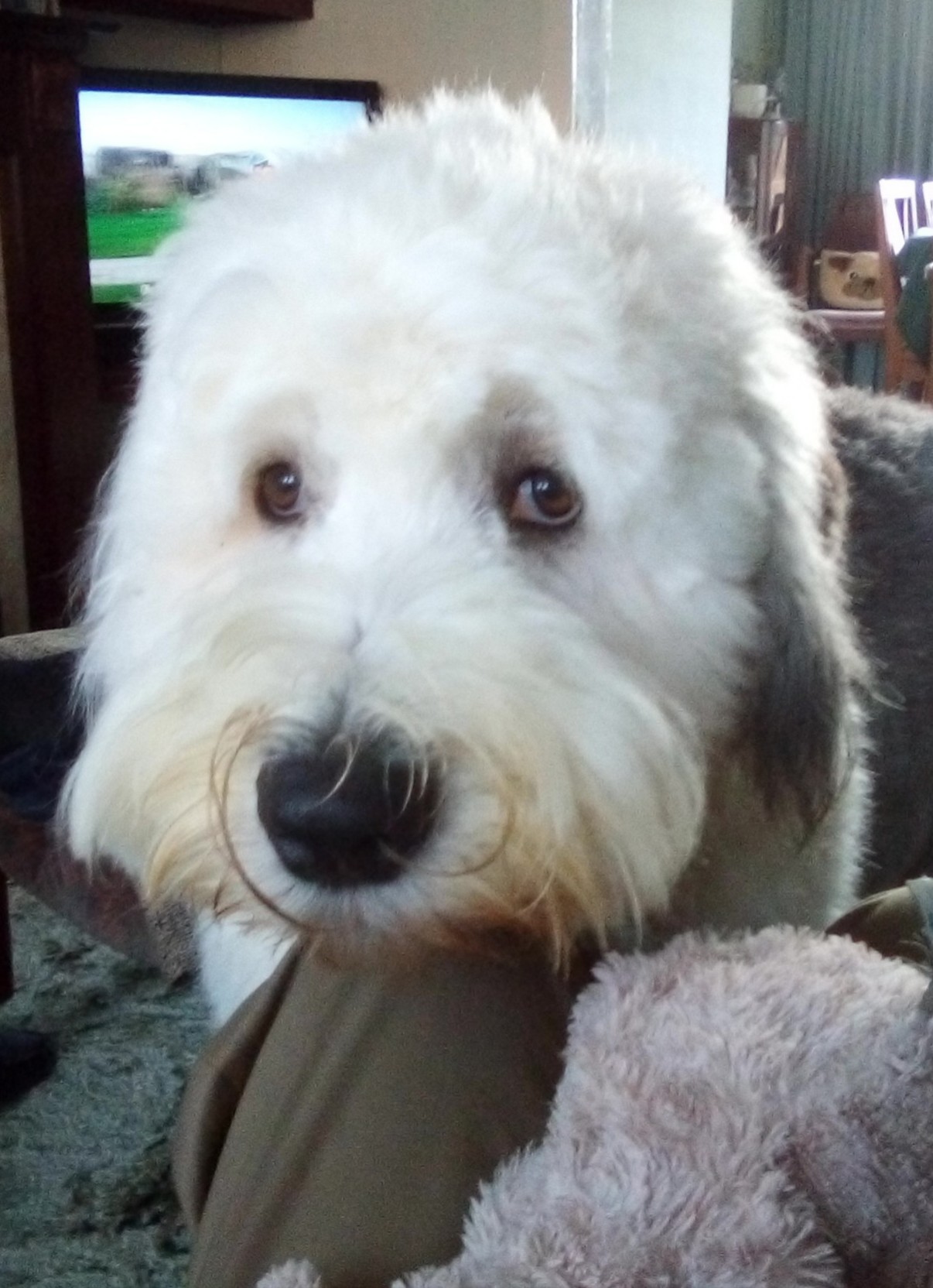 219) Bailey