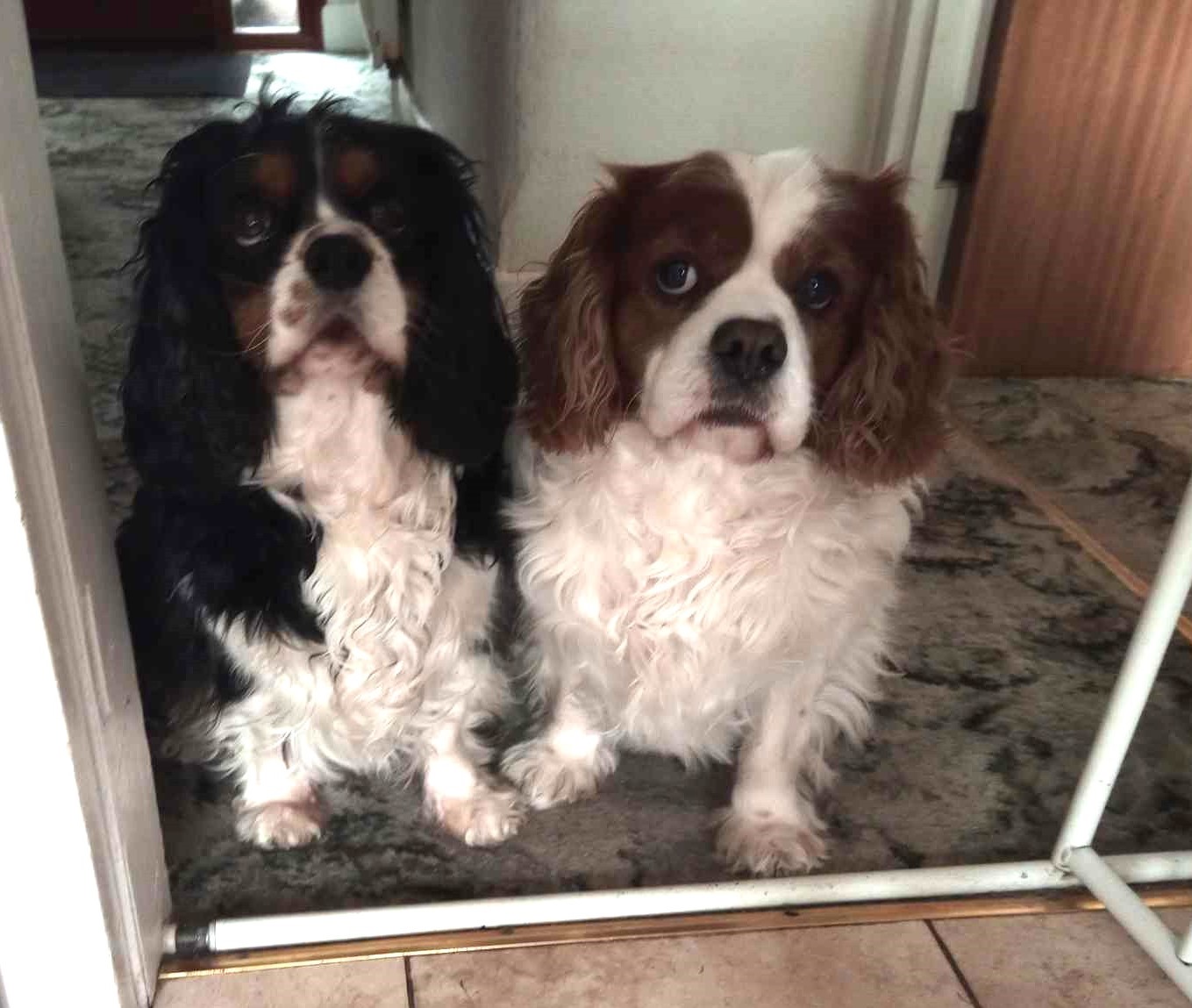 586) Sammy & Ollie