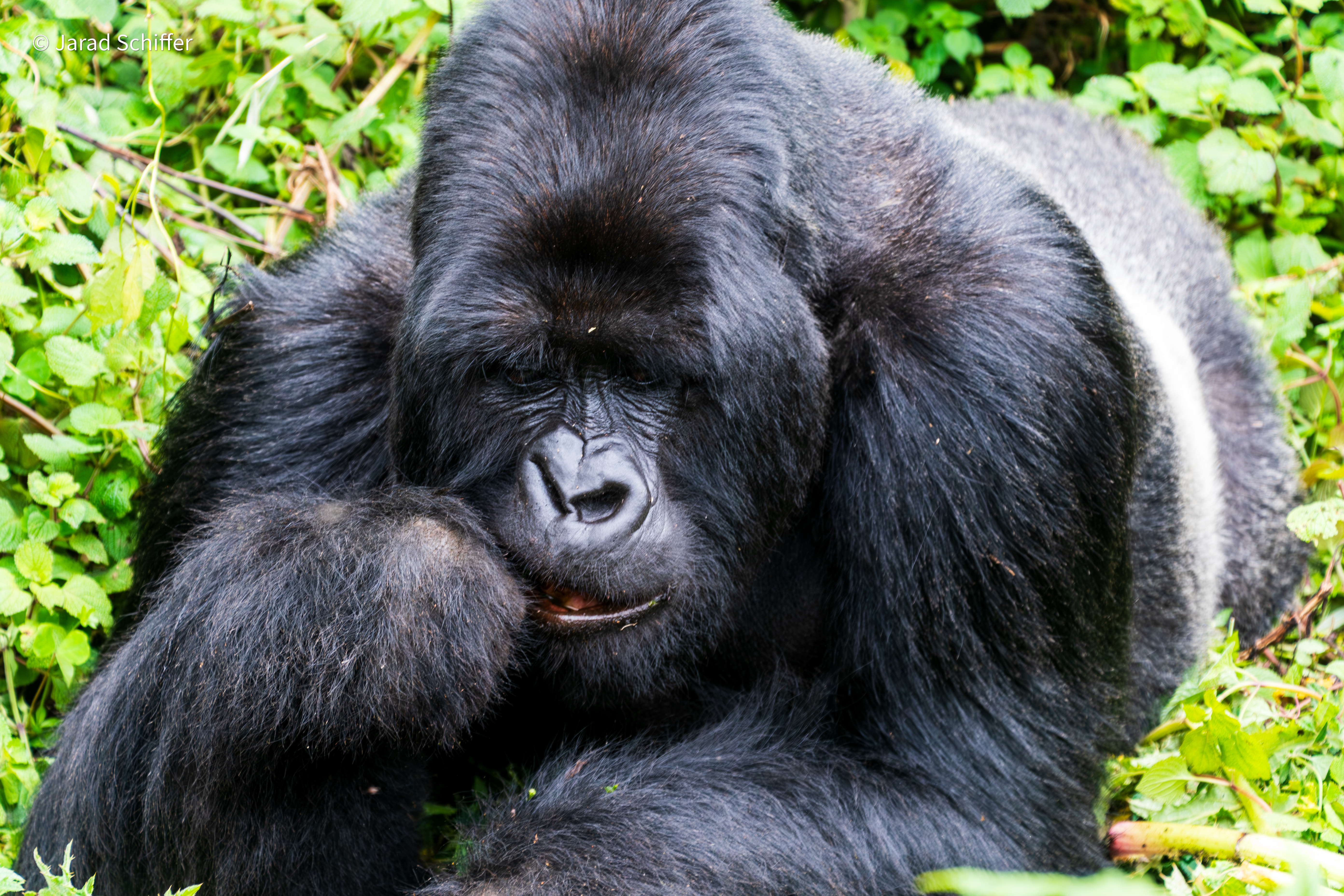 DSC_7059-Enhanced-NR