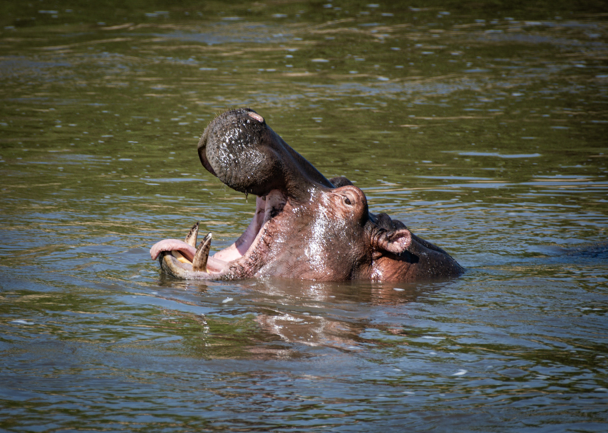 hippo