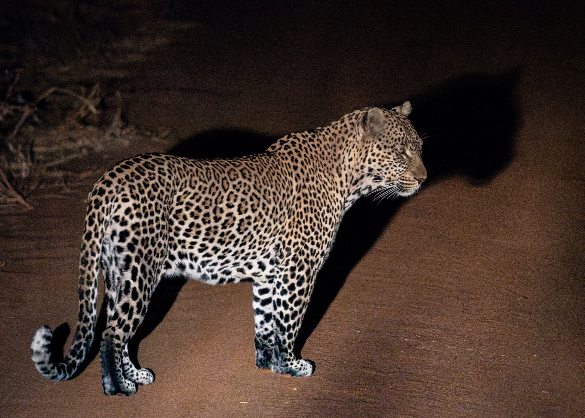 nightimeleopard