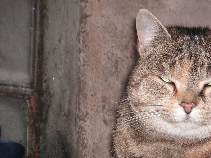 Bull , Katten som låter som en duva , sambo med Bill.