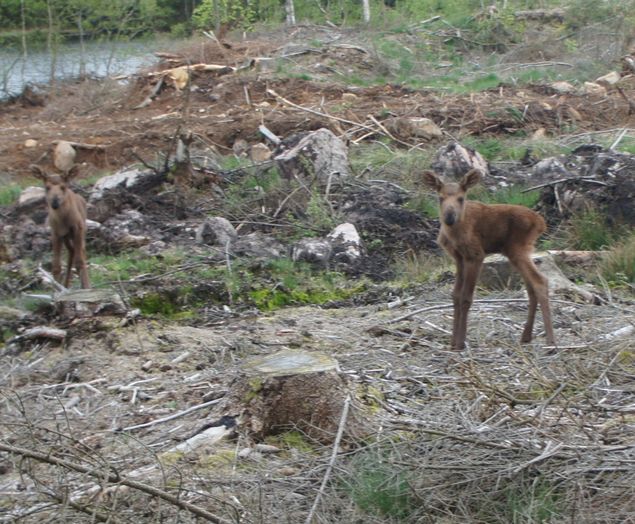 Dessa två sötnosar träffade vi på i torsdags kväll 17 maj när vi var o planterade lärkplantor. Mamma älg stod en bit bort o kallade på sina små.