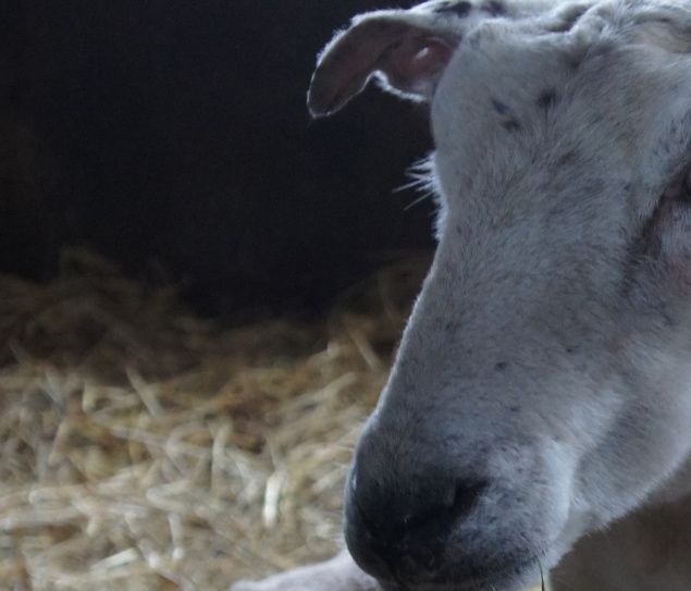 Söndagen den 3 februari kom årets första lamm