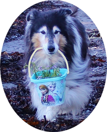 Little Heike-mother coming with a bucket full of flowers