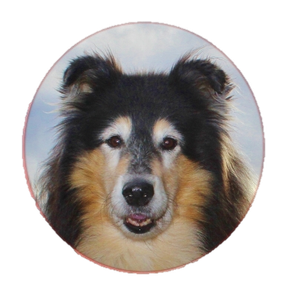 Little Heike-mother lost her life due to an incompetent veterinarian