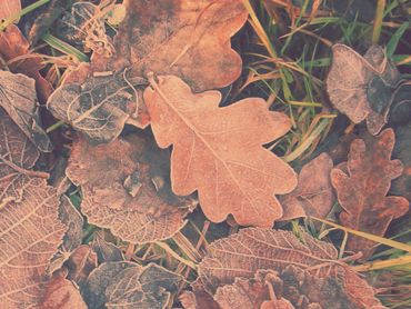 Protect your soil