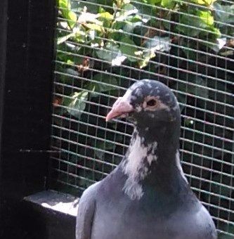Der 560 und der 544. Beide Meulemans Zuchtvogel kommen direkt von Herman Beverdam !!