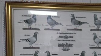 foto van de Meulemans duiven destijds....pure nostalgie