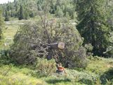 Trefelling av gran