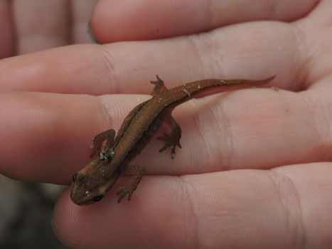 Ikke alle dyr var medbragt hjemmefra. Salamander