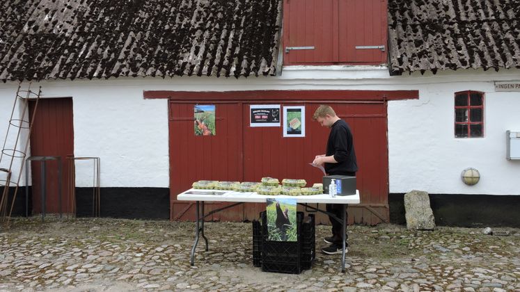 Græsæg introduseres og sælges