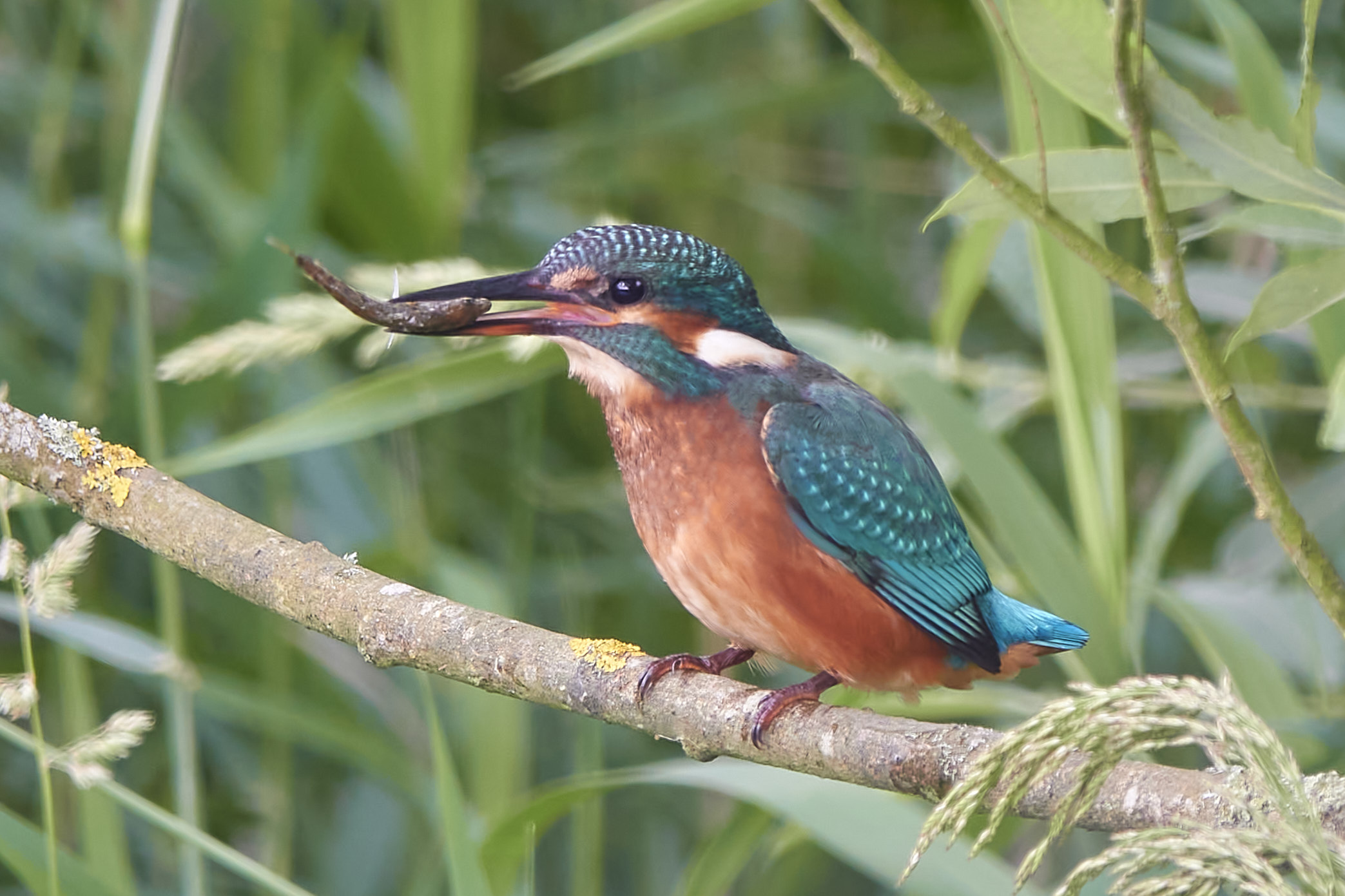 Kanalvej den 6. juli 2023