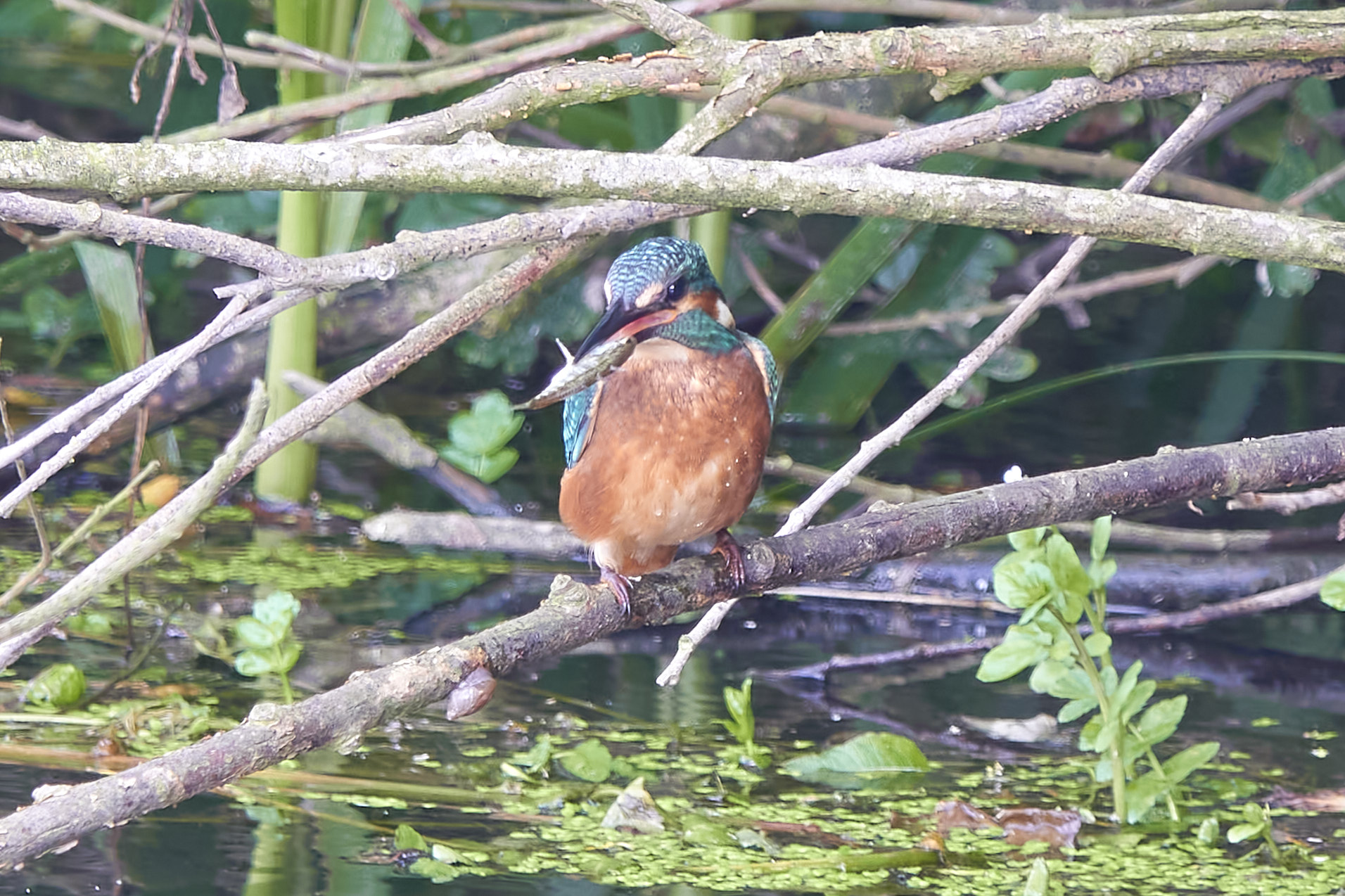 Kanalvej den 6. juli 2023