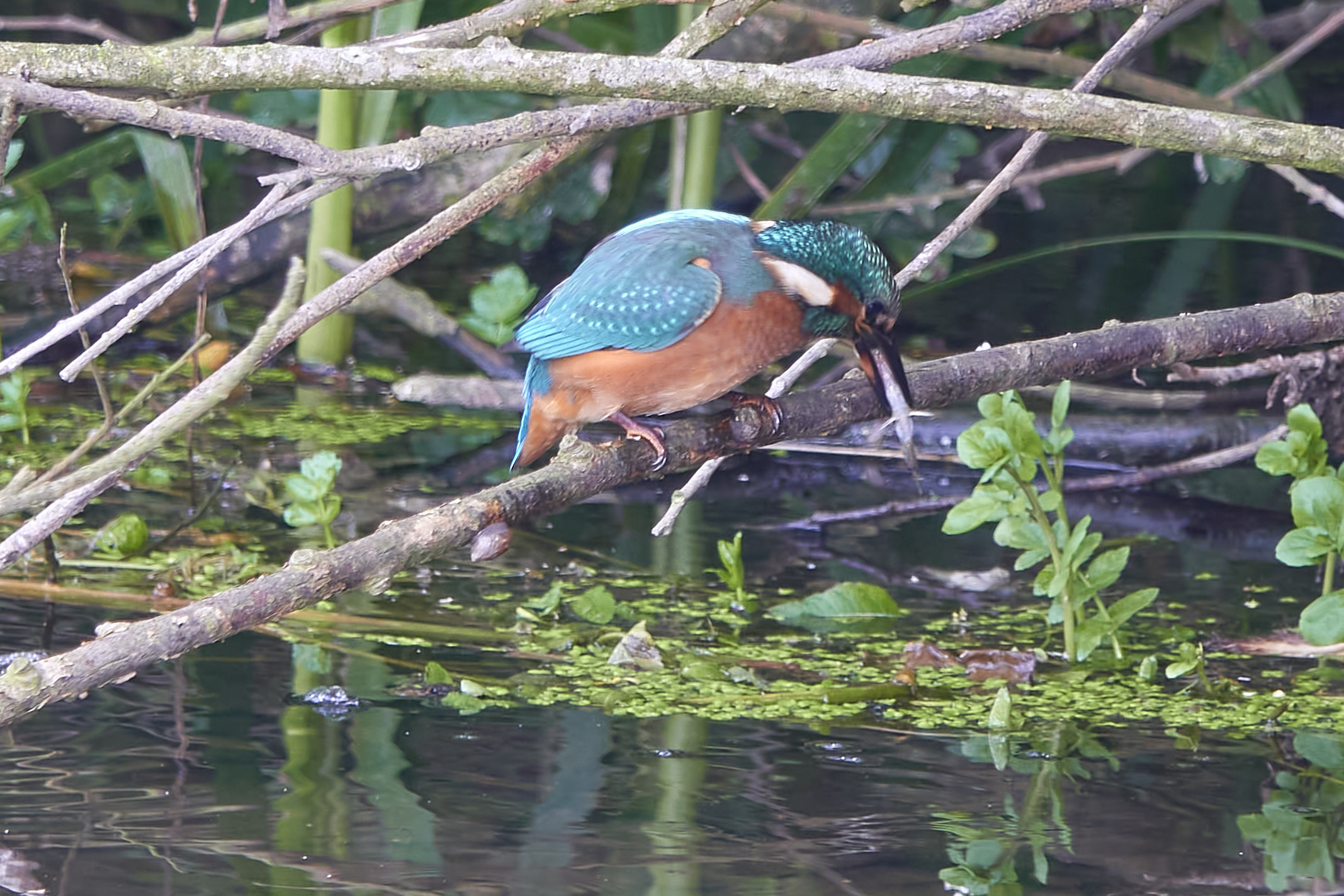 Kanalvej den 6. juli 2023