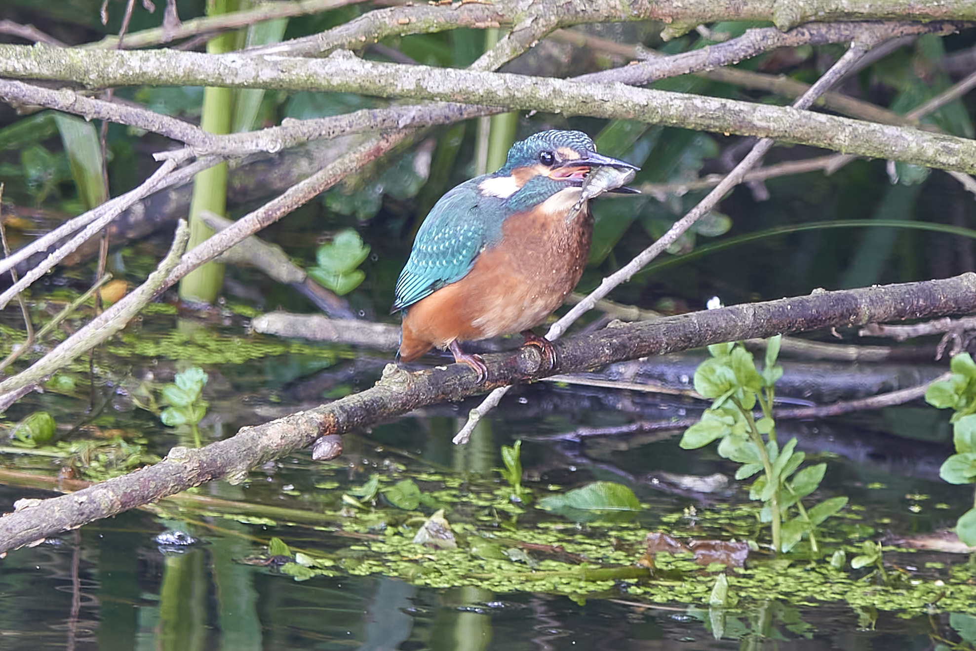 Kanalvej den 6. juli 2023