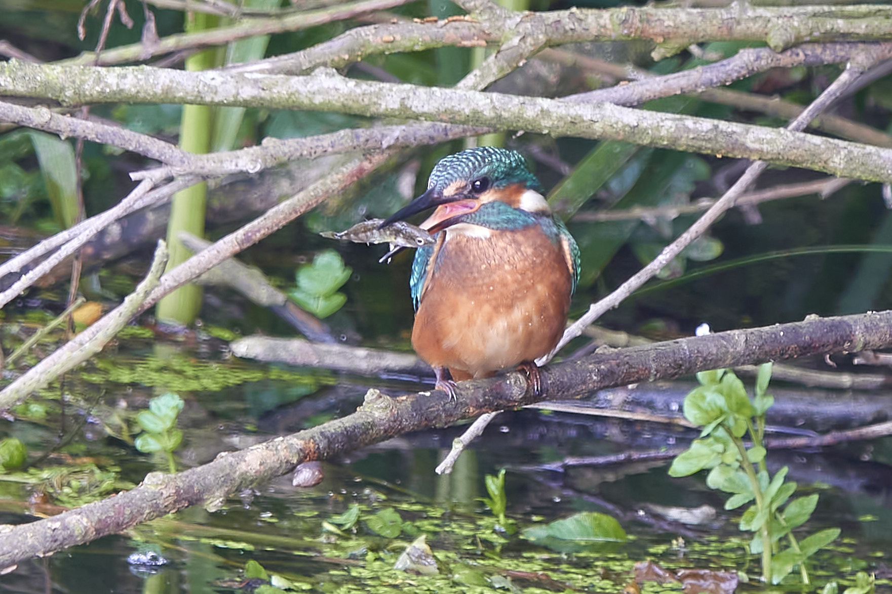 Kanalvej den 6. juli 2023