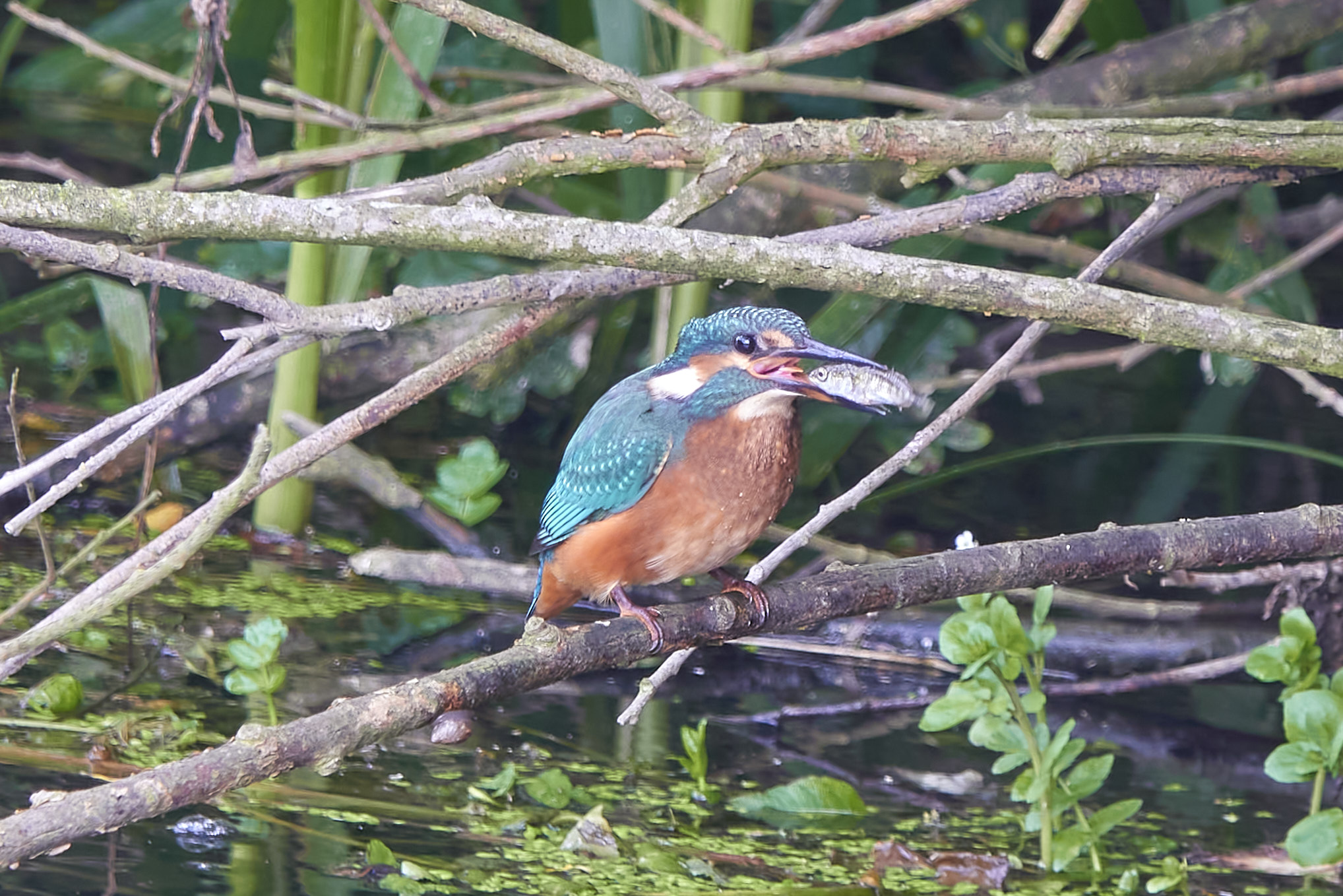 Kanalvej den 6. juli 2023