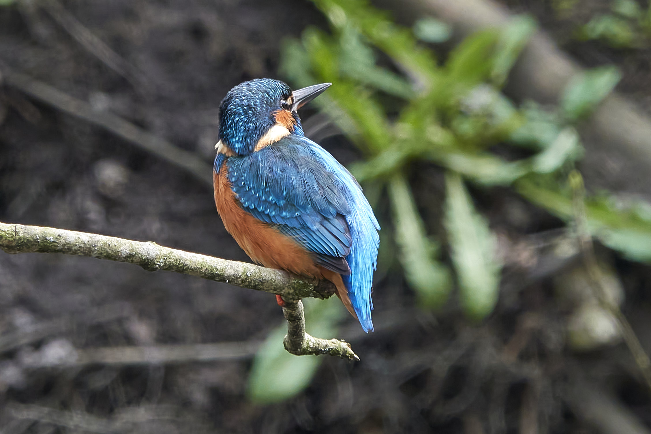 Hvidbjerg Å den 9. april 2023