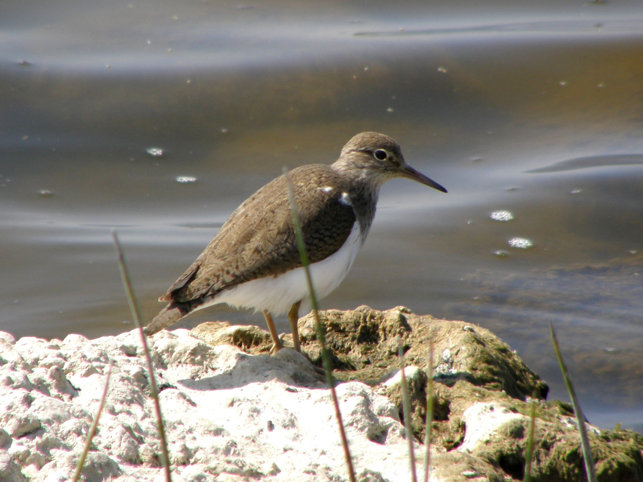 Mudderklire (6)