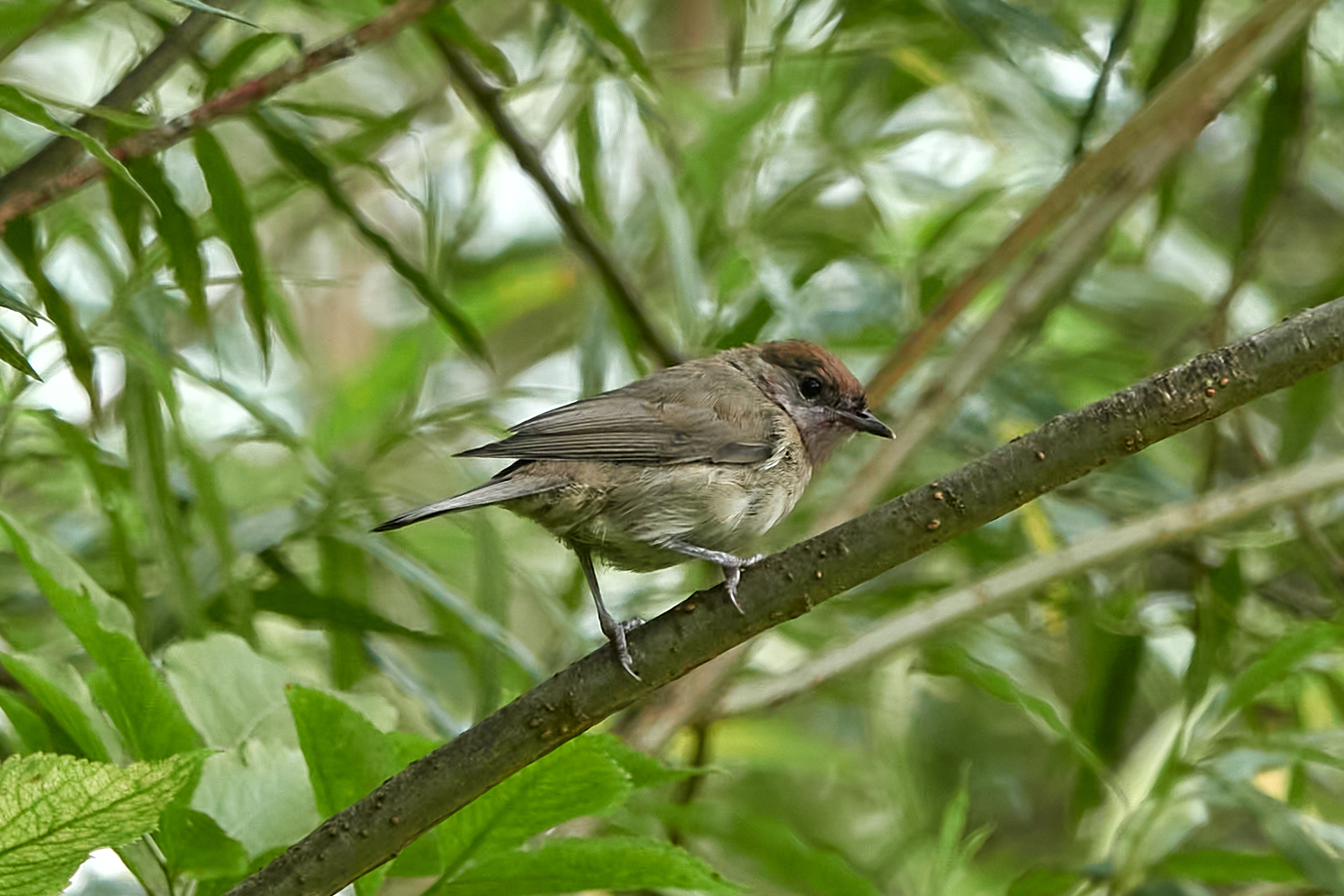 Haven den 9. juni 2025