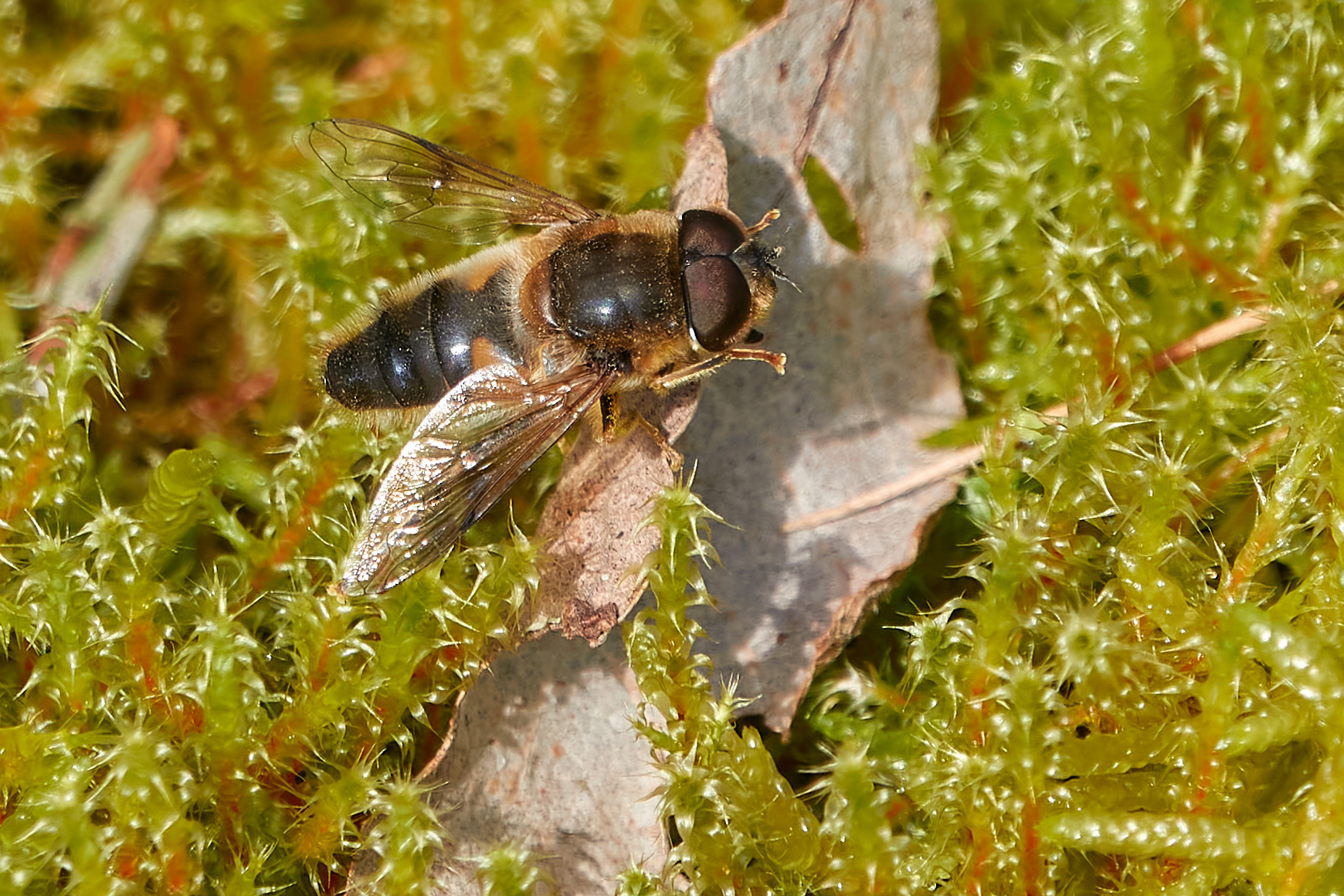 Skast mose den 21. april 2024