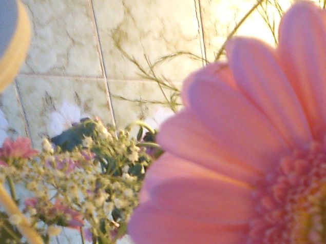 Vacker Alla Hjärtans Dags blomma