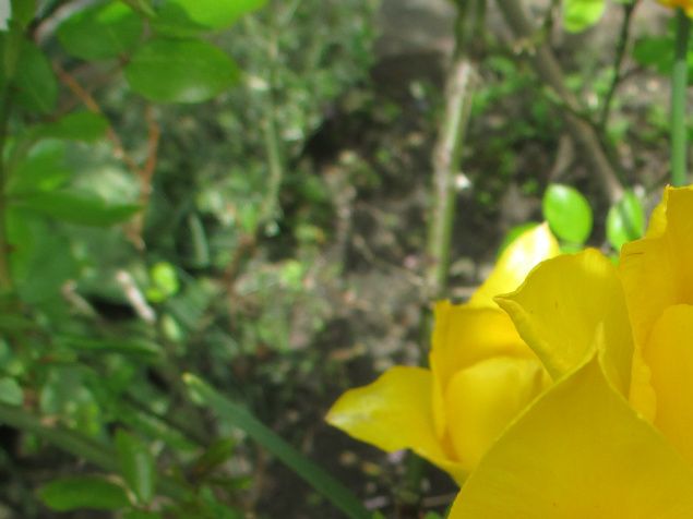 Ljuvliga blommor och gult som är min älsklingsfärg som jag blir glad av.