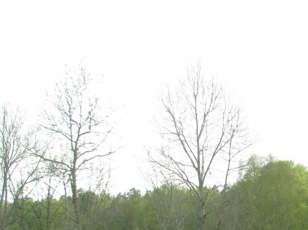 När jag den 11 maj åkte till Västrum i släktforskningssyfte så skulle jag ta ett fint foto på de nyutslagna björkarna på denna fina väg dit...men det fångades något annat på bilden som fanns på vägen....men vad?......men inte väl vargen som springer och river får i dessa trakter...