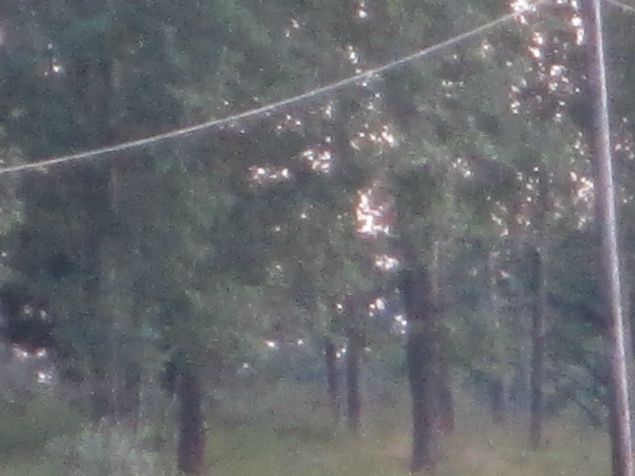 Kvällens bild blev en älg.