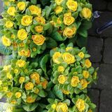 gul primula
