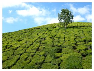 Munnar 2