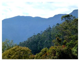 Munnar 3